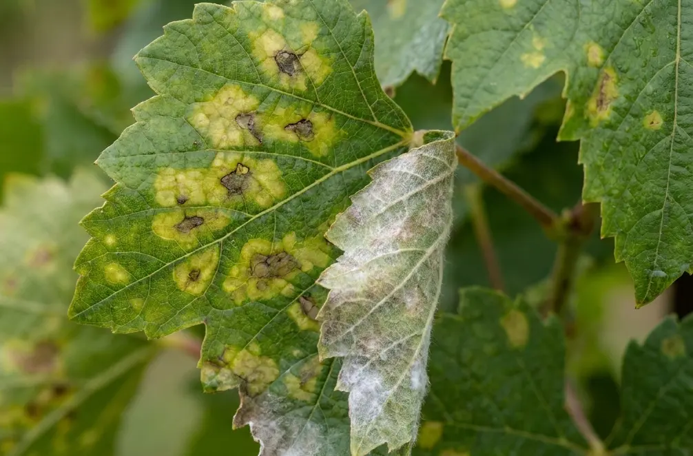 Ложная мучнистая роса